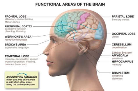 Areas of the brain involved in Control of emotion - Psychology Info