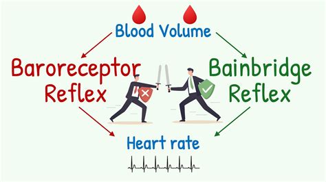 Bainbridge Reflex vs Baroreceptor Reflex | Effect of Changes in Blood Volume on Heart Rate - YouTube