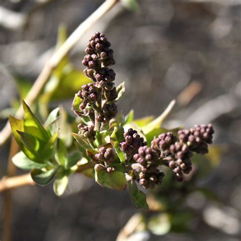 Lilac Flower Buds Picture | Free Photograph | Photos Public Domain