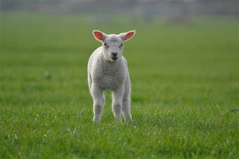 What Predators Eat Lambs? - Joy of Animals