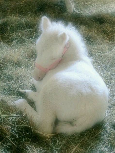 Beatiful baby foal so cute | Baby horses, Cute horses, Albino animals