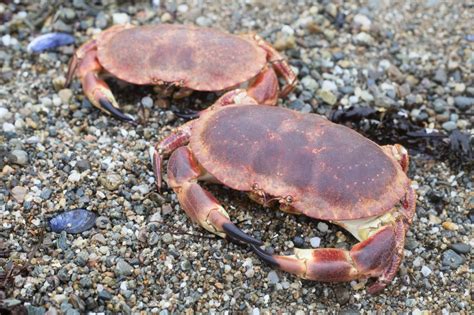 Brown Crab - MacNeil Shellfish