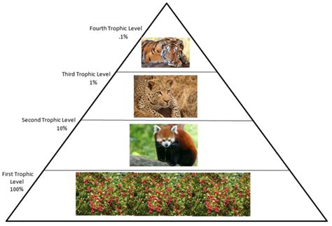 Food Web & Trophic Pyramid