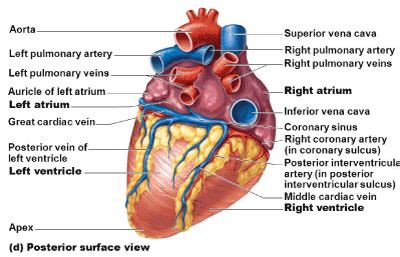 Coronary Sinus Aneurysm: Incidental discovery during coronary artery ...