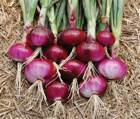 Red-Onions