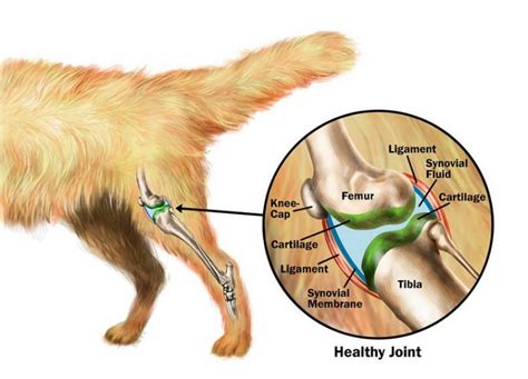 4 Top Most Joint Treatments for Pets - BestVetCare