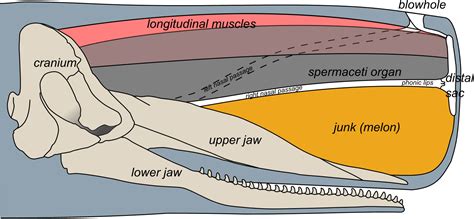 Sperm Whale Head Anatomy