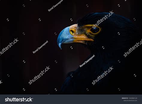 Verreauxs Eagle Large African Bird Prey Stock Photo 1342084124 ...