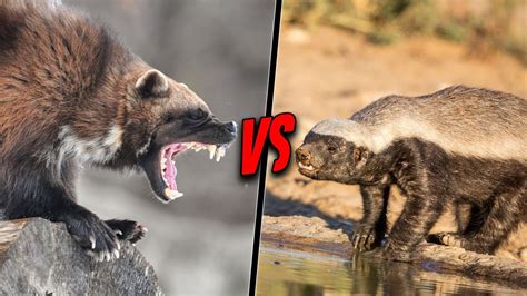 WOLVERINE VS HONEY BADGER - Which Is The Most Fearless? - YouTube