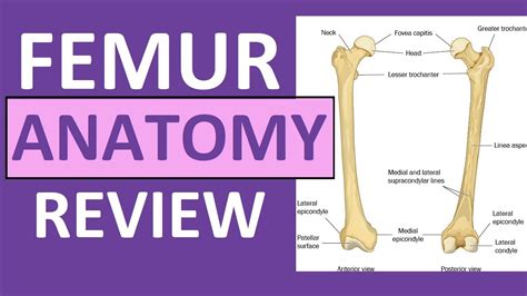 Femur Bone Anatomy Lecture and Landmark Markings - YouTube