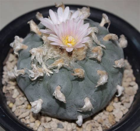 peyote seeds - PreciousCactus