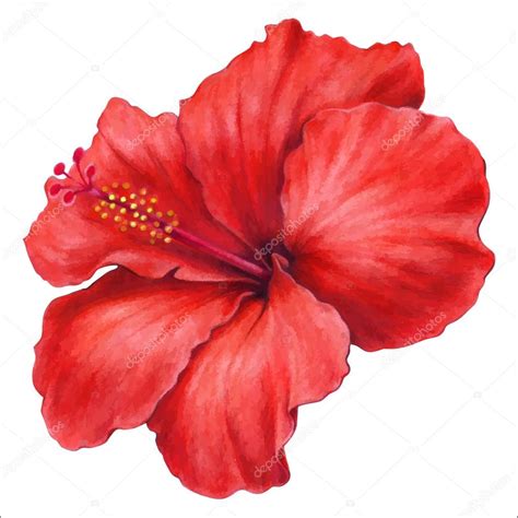 Bunga Raya Vector Png / Hibiscus Clip Art At Clker Com Vector Clip Art Online Royalty Free ...