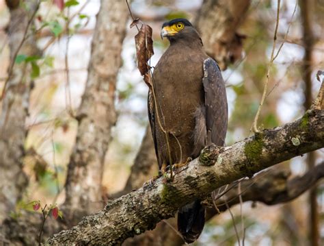 What’s the difference between hawks and eagles? | Gulo in Nature