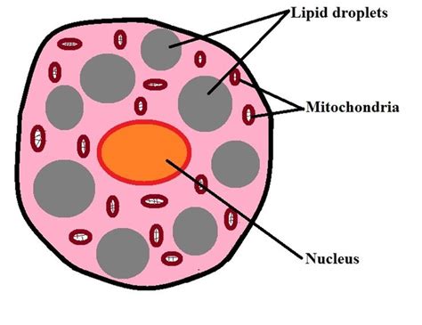 What are Adipocytes? What are their Functions? in 2021 | Brown adipose tissue, Adipose tissue ...