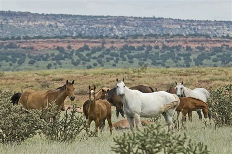 The Bell Ranch - Bates Land Consortium