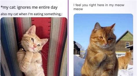 International Cat Day 2021 Funny Memes and Jokes: Hilarious Posts You Can Share with You Feline ...