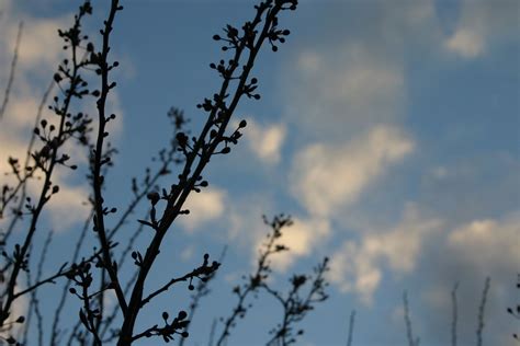 branch silhouette 1 Free Photo Download | FreeImages