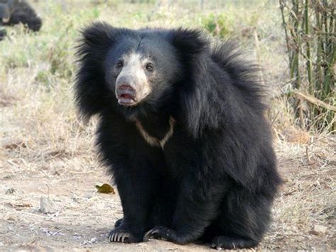 Indian-Sloth-bear | Sloth bear, Bear species, Bear pictures