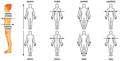 Anatomical Positions Anatomical Positions The body supposed to be in erect posture with arm ...