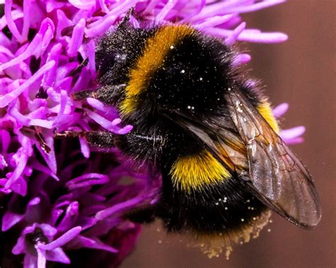 Free photo "Bee on Purple Flower"