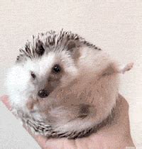 Hedgehog GIFs - Get the best gif on GIFER