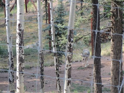 Colorado Wolf and Wildlife Center - Divide, CO | Wolf, Coyote, Fox Sanctuary - Uncover Colorado