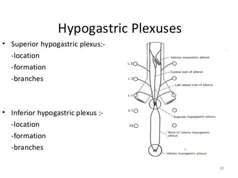 2. sympathetic nervous system