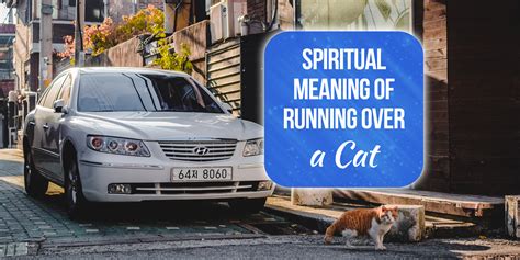 8 Spiritual Meanings Of Running Over A Cat [Fascinating!] – Nopetrick