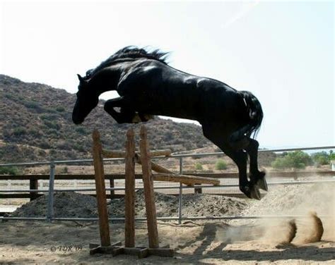 Friesian stallion Sjored jumping 6ft from trot. | Friesian stallion ...