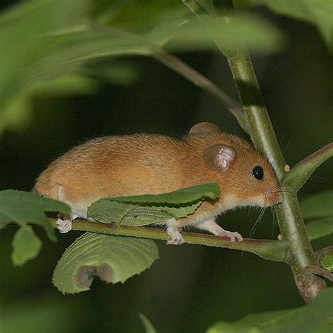 Golden mouse - Alchetron, The Free Social Encyclopedia