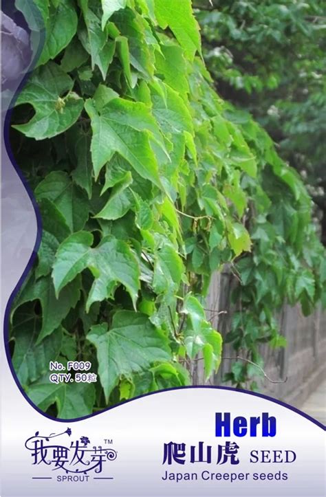 Ivy seeds, Japan Creeper seeds, Climbing Plants , I want to sprout ...