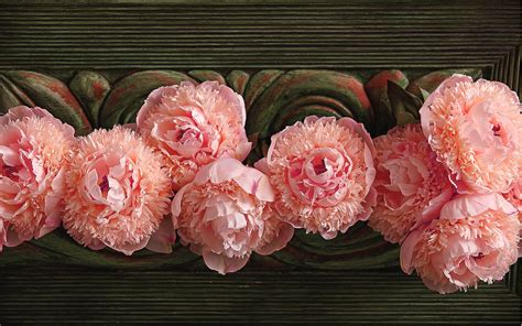 Peony Wallpaper (60+ images)