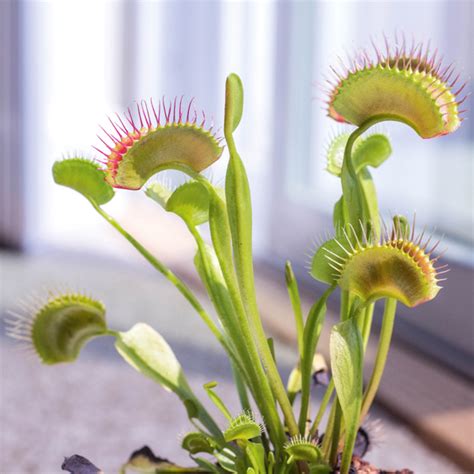 Venus Flytrap Flower