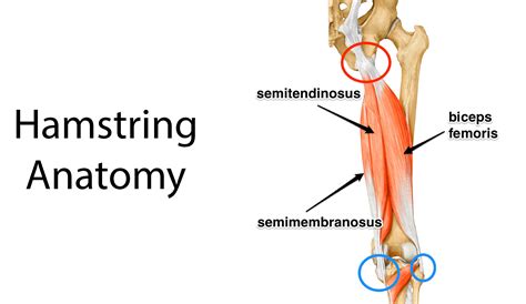 hamstring-anatomy - Kinetic Labs