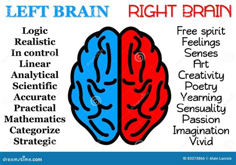 Left right brain stock illustration. Illustration of learn - 83373866