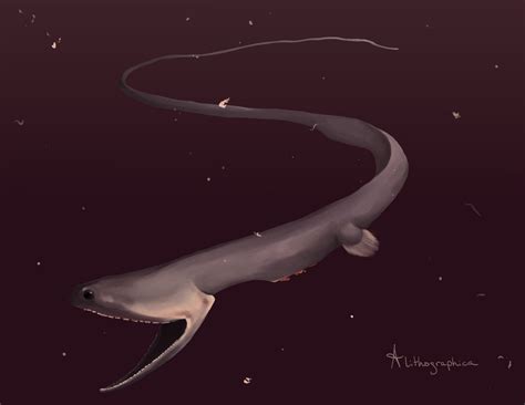 Gulper Eel by Alithographica on DeviantArt