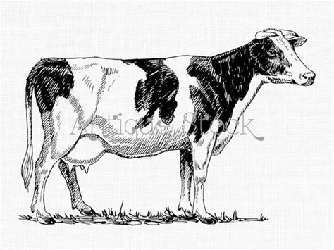 Holstein Cow Clipart Printable Graphics PNG and JPG Images | Etsy