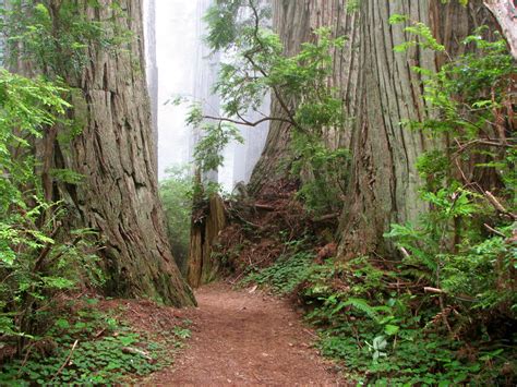 State Park Closures Trip: DEL NORTE COAST REDWOODS STATE PARK: Trip #12 of 70