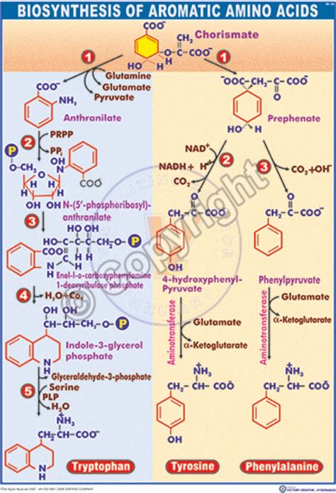 Victory Graphik | BC-23 Biosynthesis of Aromatic Amino Acids (from ...