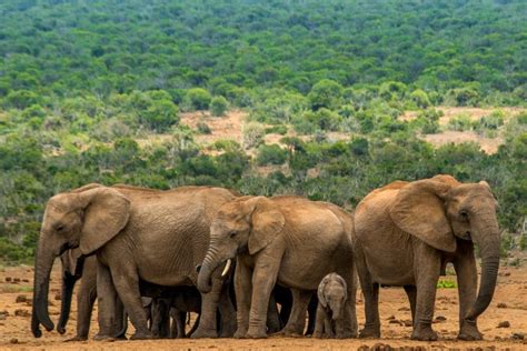 Everything you need to know about Addo Elephant National Park