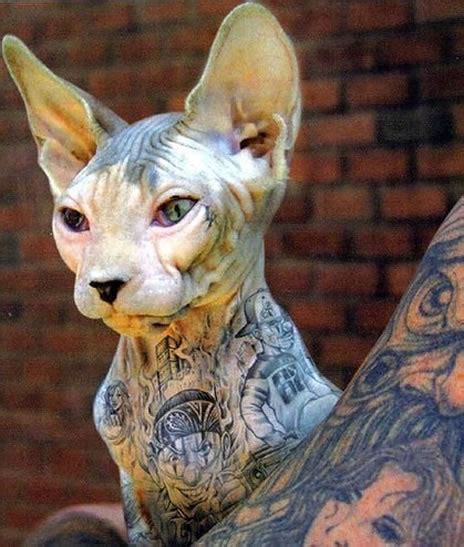 Animal Photo: sphynx cat tattoo