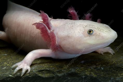 Mexican salamander - Stock Image - C040/6657 - Science Photo Library