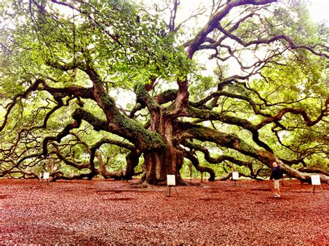 The Angel Oak in Charleston - Oldest Living Thing in the East