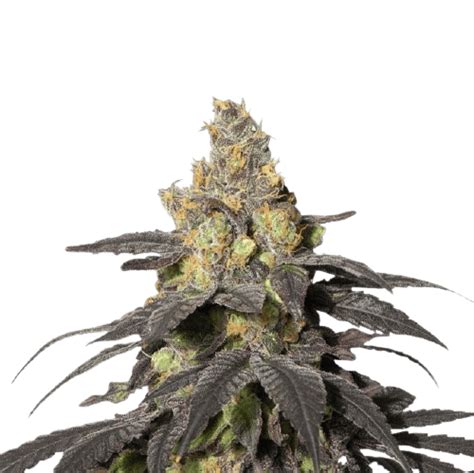 Purple Urkle Cannabis Seeds – Royal King Seeds - Feminized ...