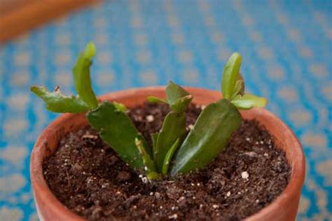 Taking Christmas Cactus Cuttings | eat more toast