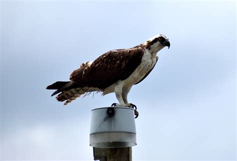 Osprey In The Wild Free Stock Photo - Public Domain Pictures