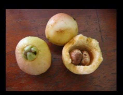 Pomarosa from tropical South America fragrant taste. Exotic Fruit, Tropical Fruit, Belizean ...