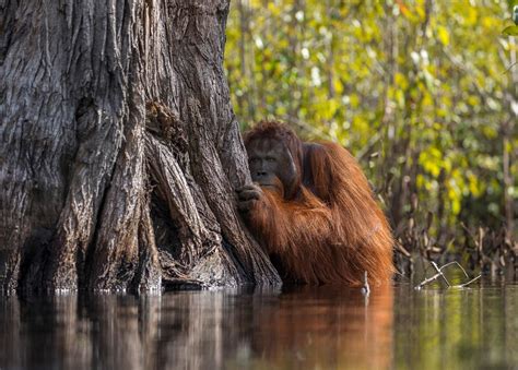 A male Orangutan Peers from Behind a Tree While Crossing a River in Borneo Indonesia https://ift ...