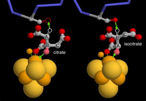 PDB-101: Molecule of the Month: Aconitase and Iron Regulatory Protein 1