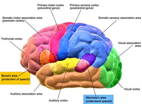 Broca’s area function, location & Broca’s area damage